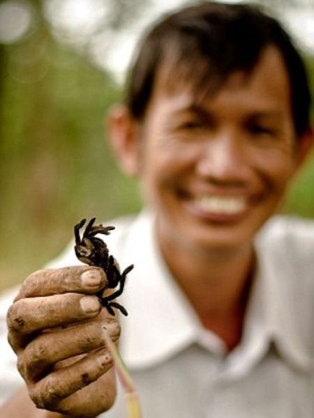 Tarantulas Are a Tasty Treat for Cambodian Children