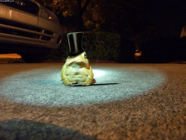 Morning Picdump