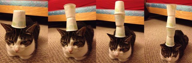 Daily Picdump