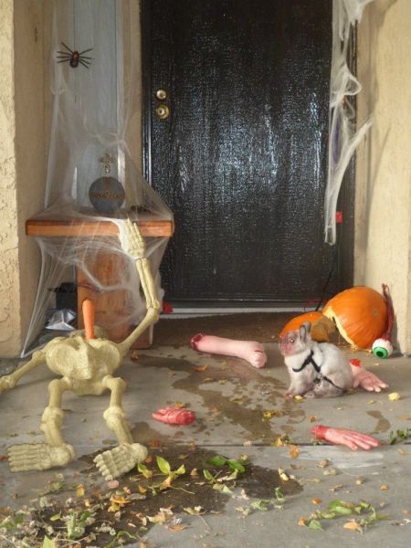 Morning Picdump