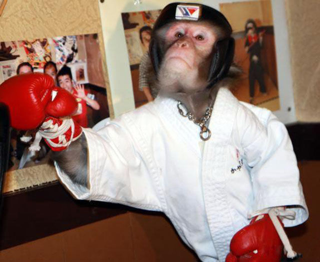 Fighting Monkey in Training
