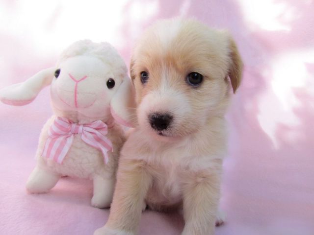 These Funny Animals