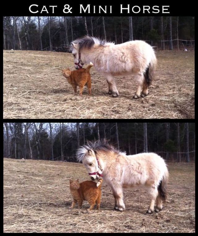 Adorable Animal Friendships