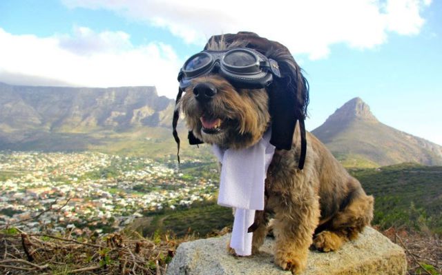 The Amazing Dog Traveler