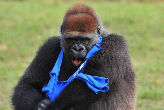 A Gorilla Gets Dressed in a T-Shirt