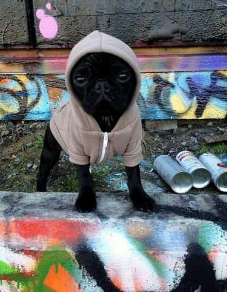 Daily Picdump [WEEKEND EDITION]