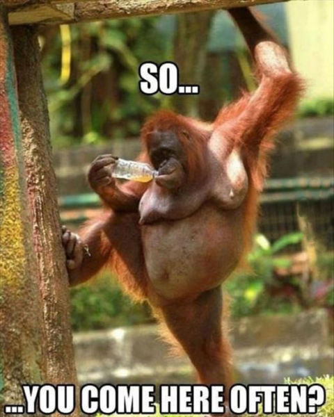 Animals Funny Sexy Meme