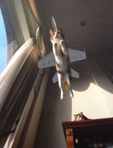 Morning Picdump