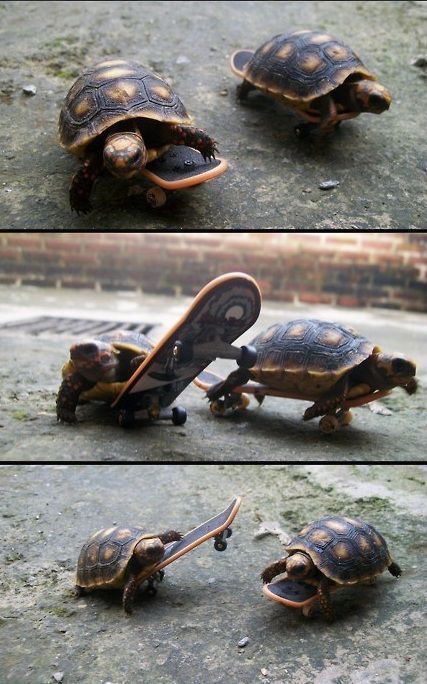 Morning Picdump
