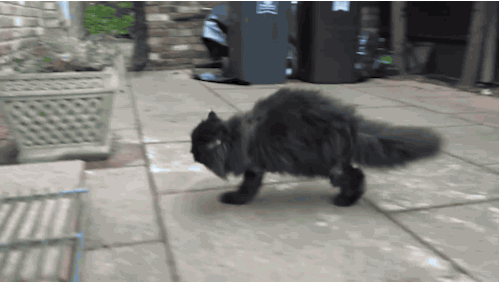 The One-side Cat Who Walks on Two Legs (4 pics + 6 gifs) - Izismile.com