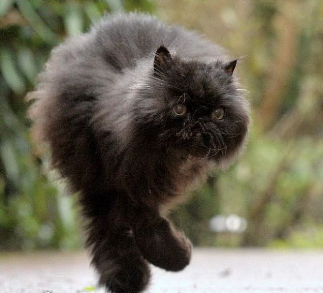 The One-side Cat Who Walks on Two Legs