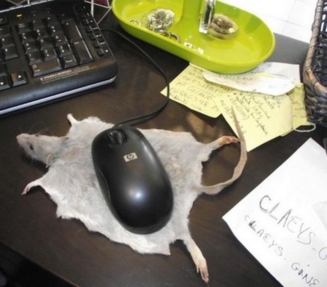 Morning Picdump