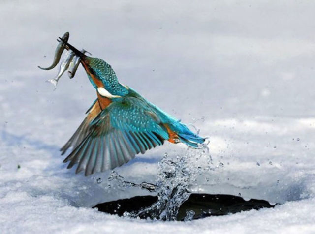 Amazing Photos of Animals Caught in the Act