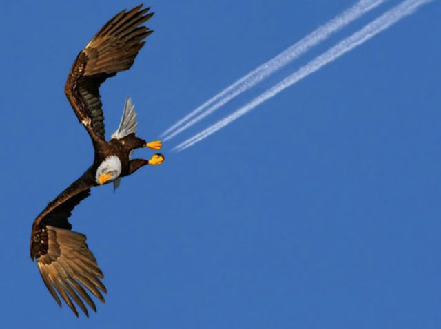 Amazing Photos of Animals Caught in the Act