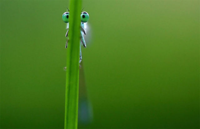 Amazing Photos of Animals Caught in the Act