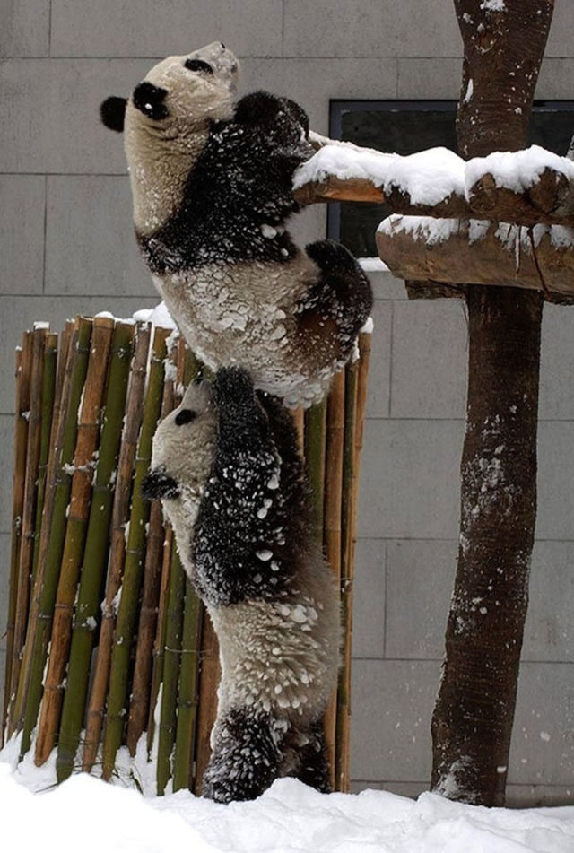 Amazing Photos of Animals Caught in the Act