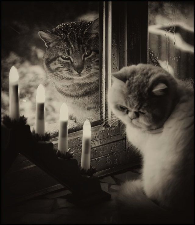 Amazing Photos of Animals Caught in the Act