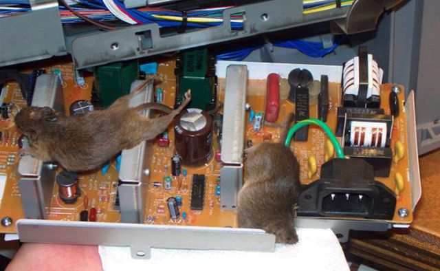 the_disgusting_things_found_inside_pcs_640_37.jpg