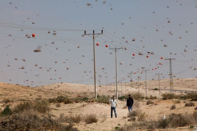 Beware the Locust Invasion