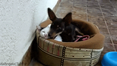 Daily Gifdump