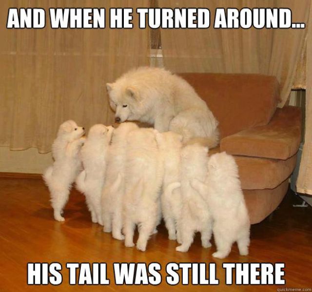 The Best Stories of the Storytelling Dog Meme