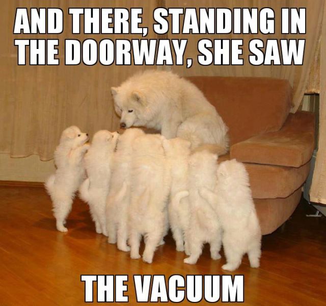 The Best Stories of the Storytelling Dog Meme