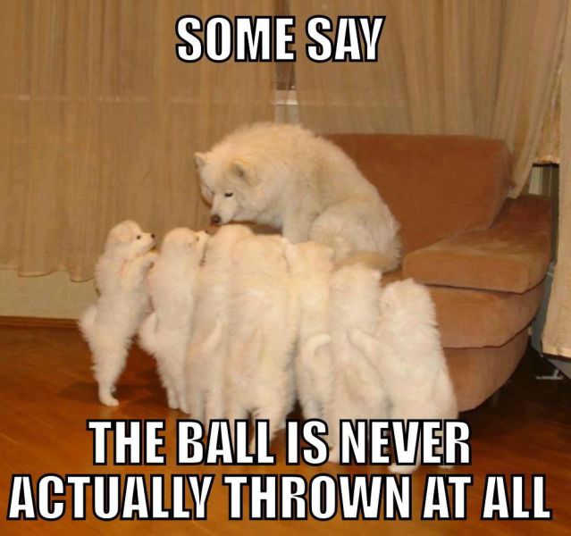 The Best Stories of the Storytelling Dog Meme