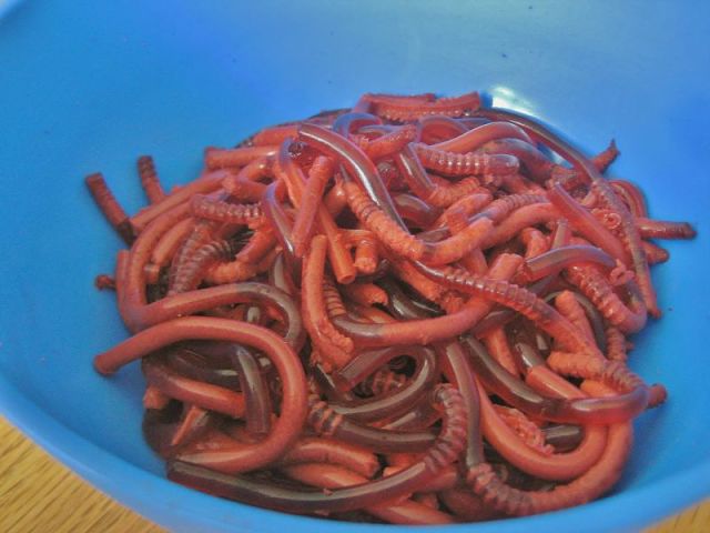 Anyone Hungry for Worms?