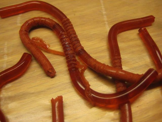 Anyone Hungry for Worms?