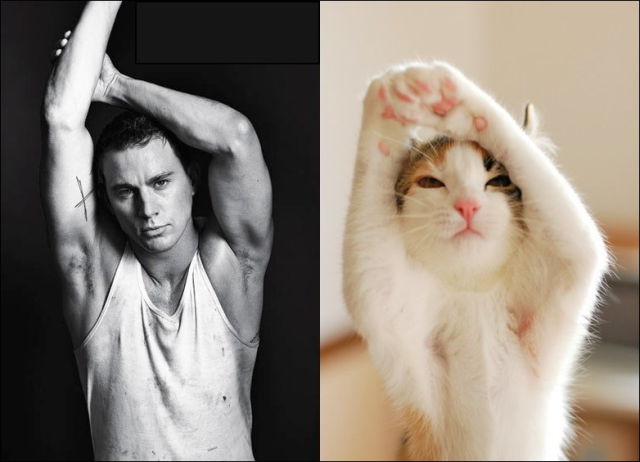 It’s Really Funny When Cats Mimic Men