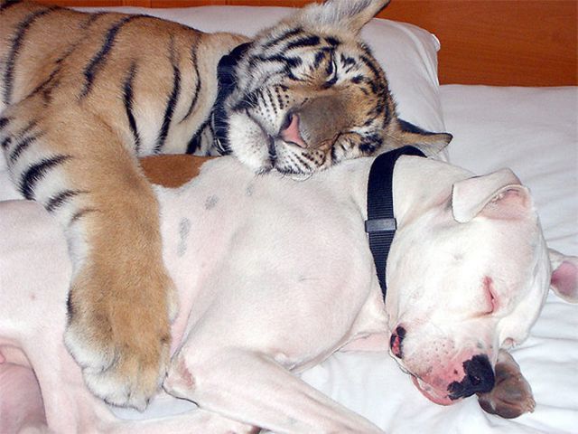 Strange and Improbably Animal Friendships!