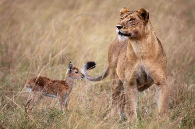 Strange and Improbably Animal Friendships!