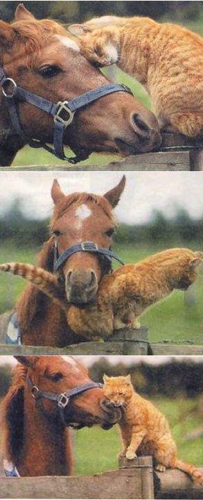 Strange and Improbably Animal Friendships!