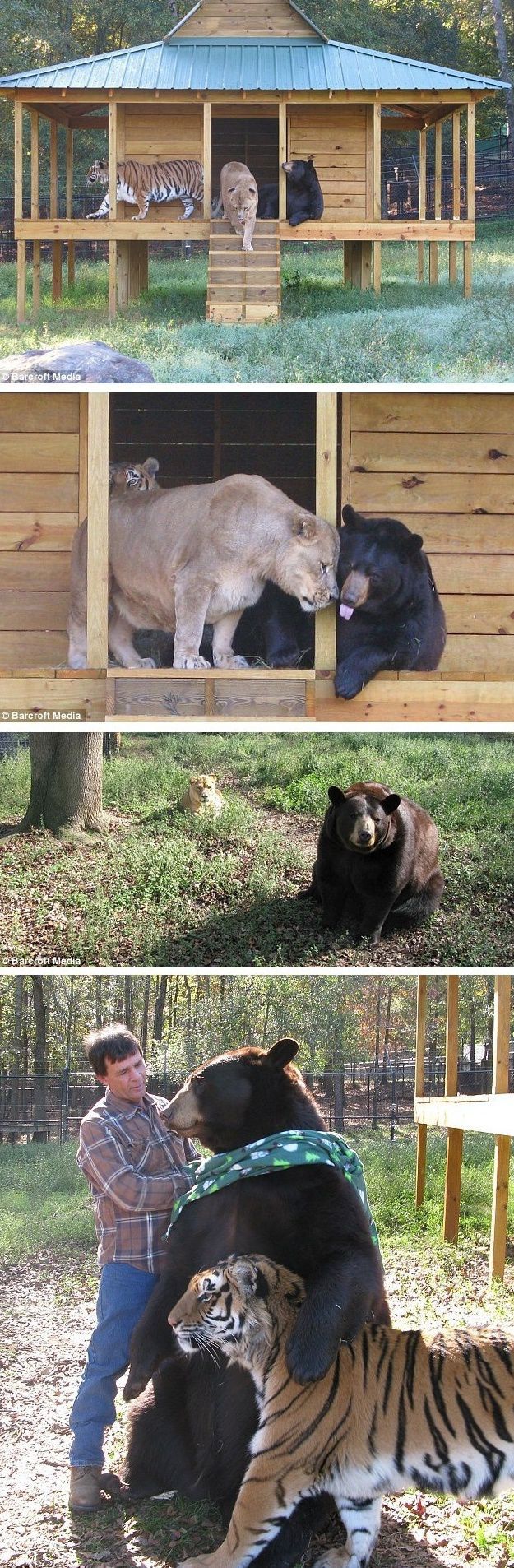 Strange and Improbably Animal Friendships!