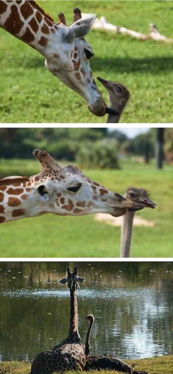 Strange and Improbably Animal Friendships!