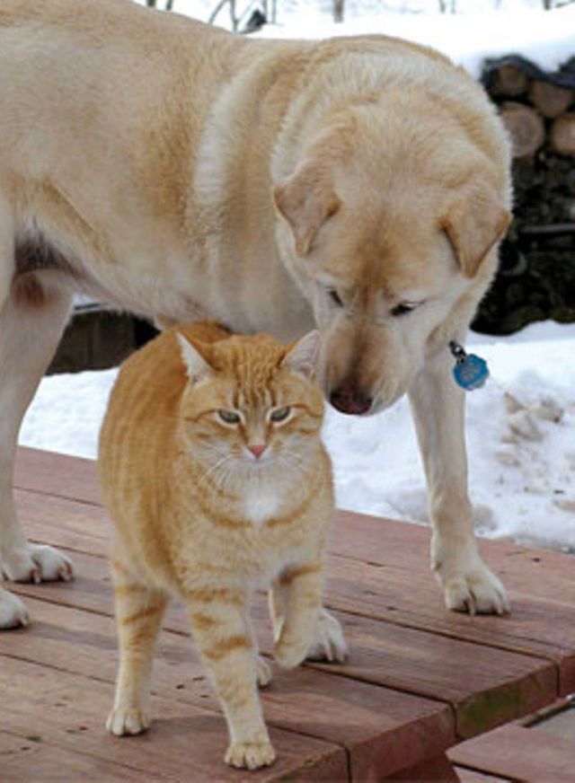 Strange and Improbably Animal Friendships!