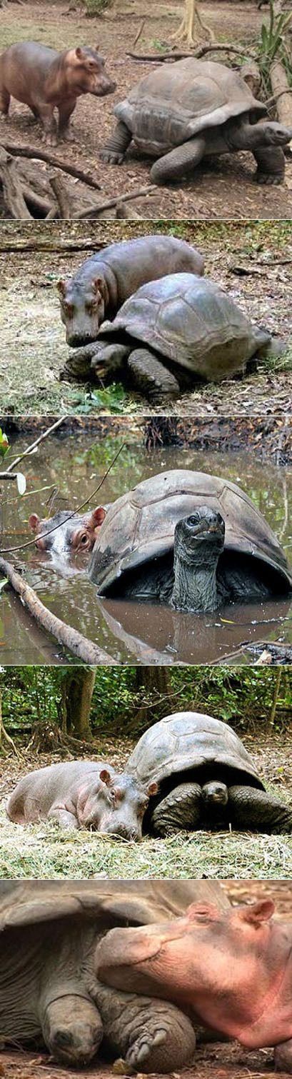 Strange and Improbably Animal Friendships!