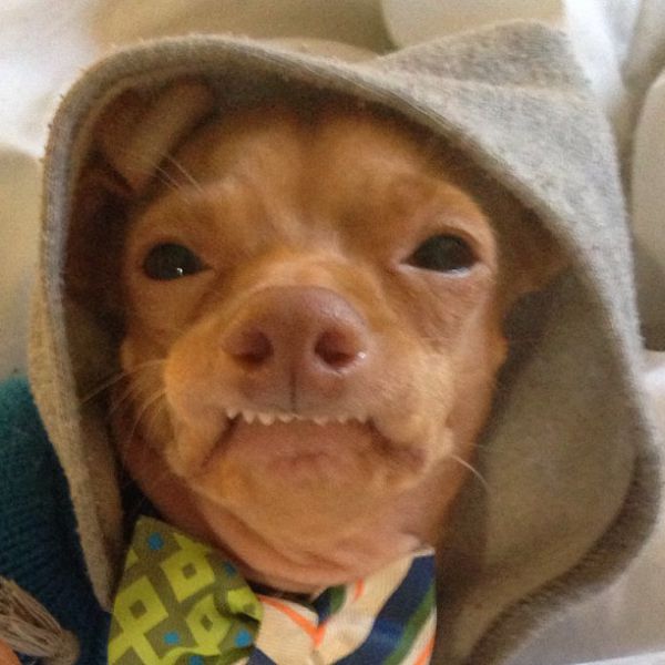 The Most Adorable “Ugly” Dog Ever (23 pics) - Izismile.com