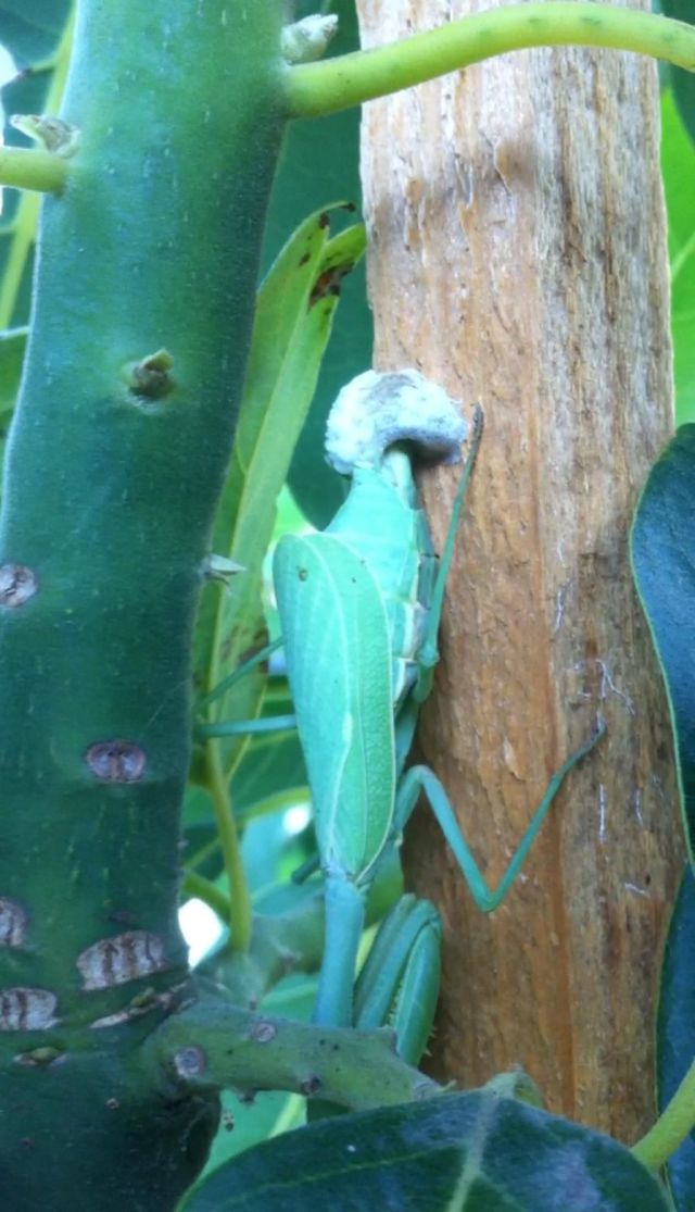 The Birth of Praying Mantis Babies! (17 pics) - Izismile.com