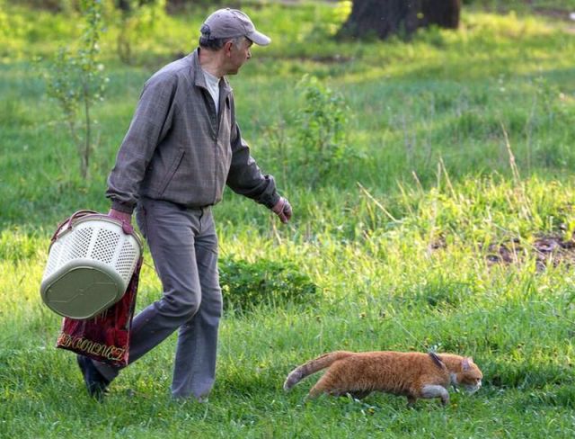 Sure, there's no Caturday thread - Page 10 Morning_picdump_378_640_13