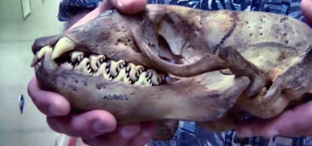 Do You Know What Animal This Skull Comes from?