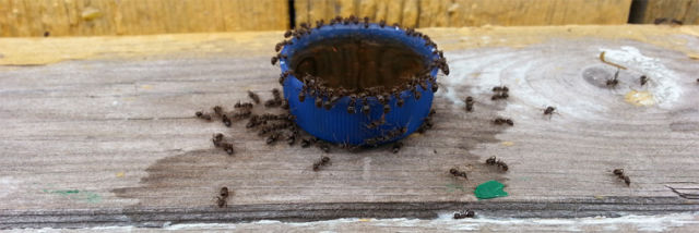This Is What Happens When You Let Ants Near Pepsi