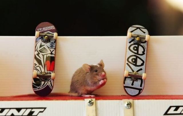 Teaching Mice to Skateboard