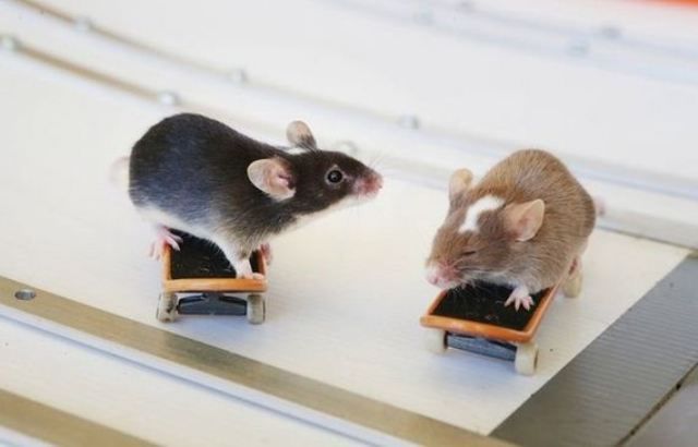 Teaching Mice to Skateboard