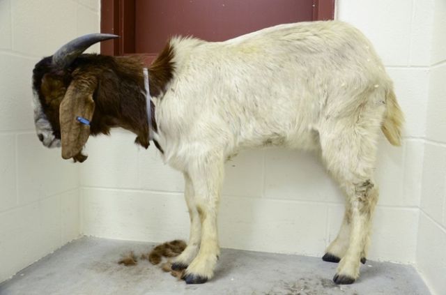 Touching Photos Show Animals Before and After They Were Rescued