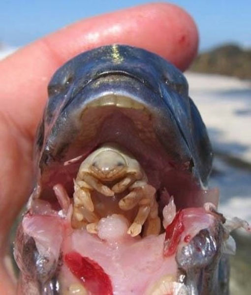A Disgusting Squidgy Parasite That Eats Tongues for Fun
