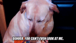 Proof That Dogs Are So Much Better Than Cats Proof That Dogs Are So Much Better Than Cats