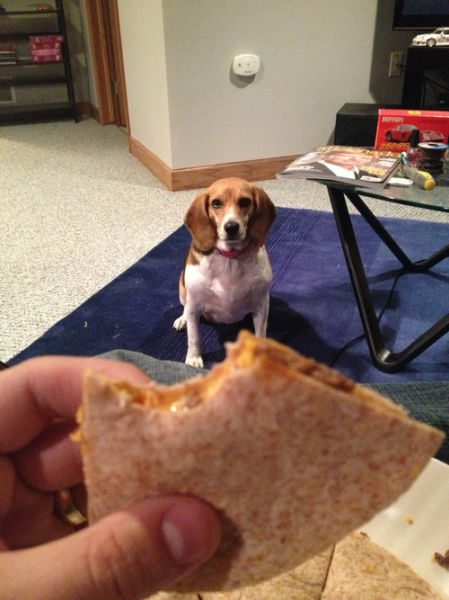 Proof That Dogs Are So Much Better Than Cats