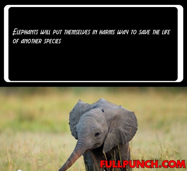 Fun Facts To Make Your Day Less Dull 20 Pics Izismile