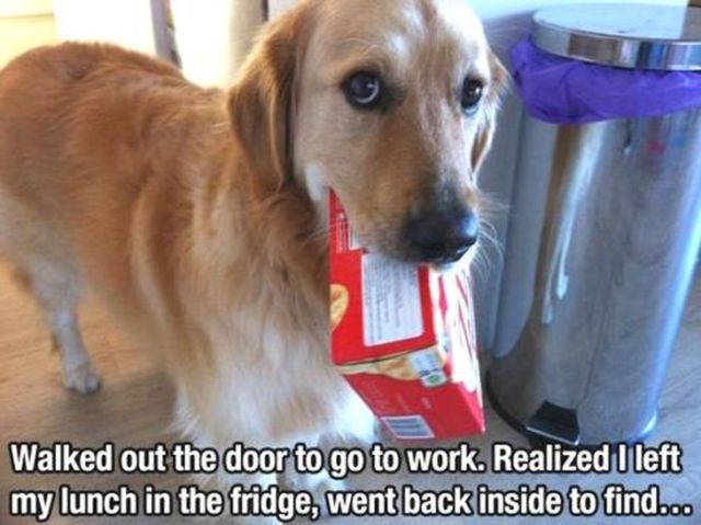 Dog Pictures That Are Funny Because They Are So True